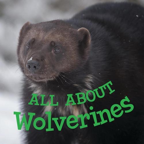 All about Wolverines: English Edition