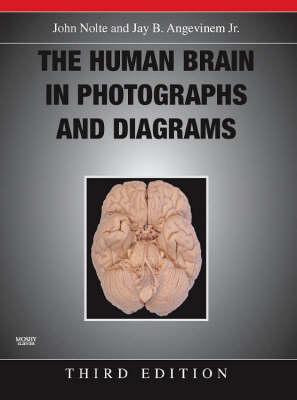 The Human Brain in Photographs and Diagrams