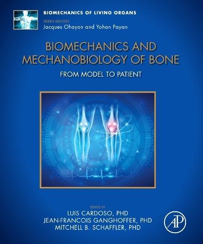Biomechanics and Mechanobiology of Bone: From Model to Patient