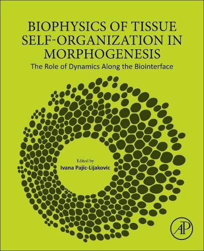 Biophysics of Tissue Self-Organization in Morphogenesis: The Role of Dynamics Along the Biointerface