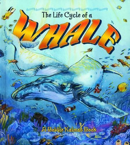 The Life Cycle of a Whale
