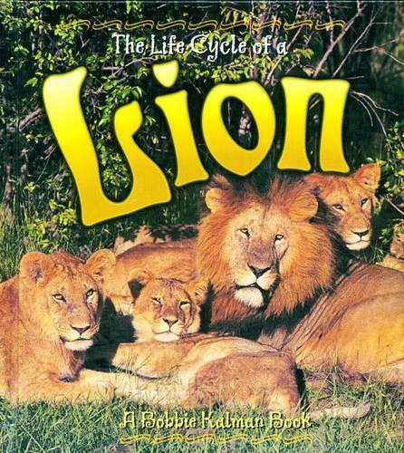 The Life Cycle of a Lion