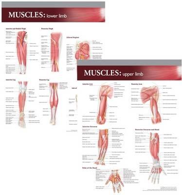 Lippincott Williams & Wilkins Atlas of Anatomy Musculature Chart Set
