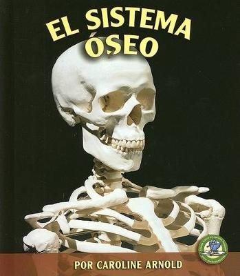 El Sistema Oseo (the Skeletal System)