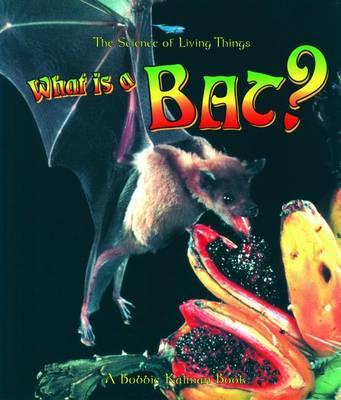 What Is A Bat