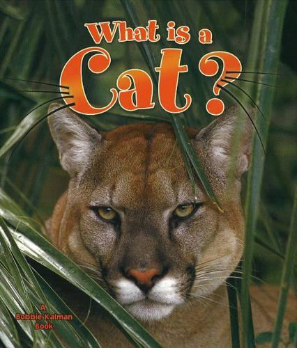What is a Cat?
