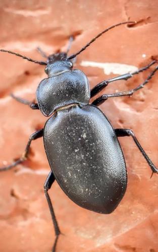 Notebook: Beetle animal insect nature animal world insect larva species weevil firefly exoskeleton