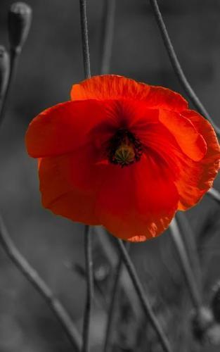 Notebook: Poppy Anzac Day world war one world war two poppies red Australia New Zealand