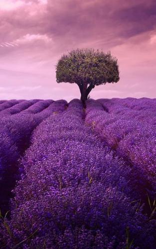 Notebook: Lavender tree fine art plant garden purple summer