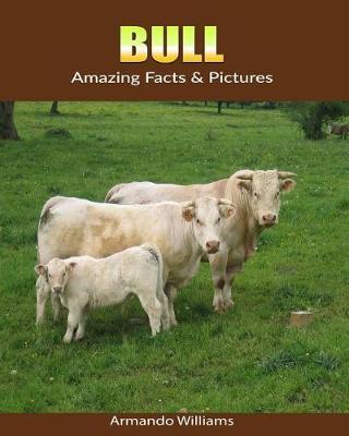 Bull: Amazing Facts & Pictures