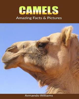 Camels: Amazing Facts & Pictures