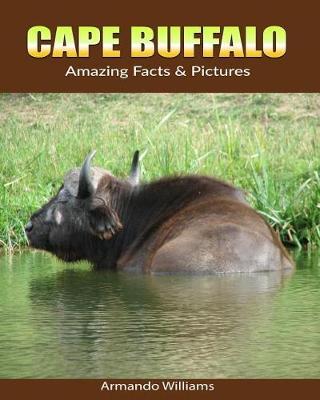 Cape Buffalo: Amazing Facts & Pictures
