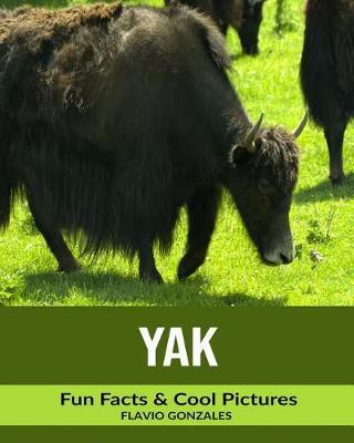 Yak: Fun Facts & Cool Pictures