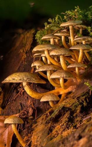 Notebook: Mushroom Toadstool Fungi Fungus Mushrooms 5 x 8 150 Ruled Pages