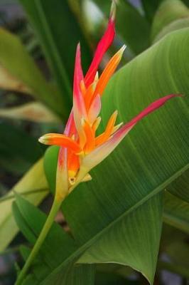 Exotic Bird of Paradise Flower Journal: 150 Page Lined Notebook/Diary