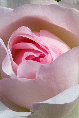 A Blushing Pink Rose Portrait Journal: 150 Page Lined Notebook/Diary