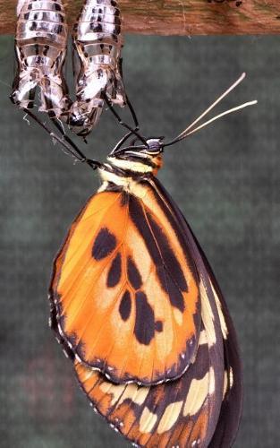 Notebook: Croatia Croatian Southeast Europe 5 x 8 150 Ruled Pages