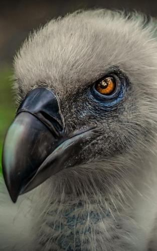 Notebook: Vulture Bird of Prey Carnivore Meat Eater 5  x 8  150 Ruled Pages