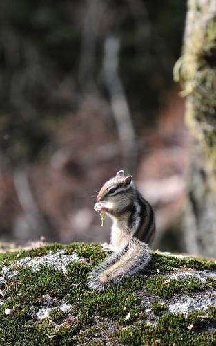 Notebook: Nature Outdoors Forest Woodlands Rainforest Ranger Forestry 5 x 8 150 Ruled Pages