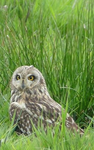 Notebook: Short Eared Owl 5  x 8  150 Ruled Pages