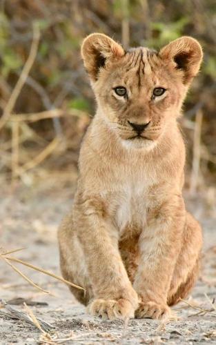 Notebook: Lion Cub 5 x 8 150 Ruled Pages