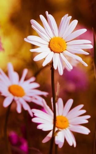 Notebook: Daisy Daisies Flower Flowers Bouquet Floristry Florist 5 x 8 150 Ruled Pages