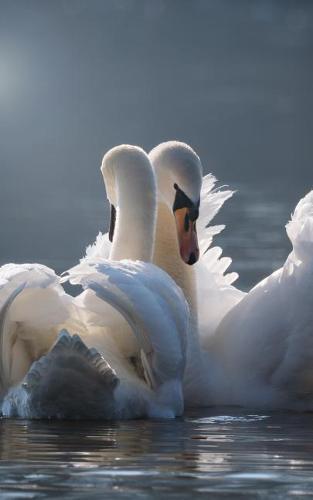 Notebook: Swans Swan Pair White Birds 5 x 8 150 Ruled Pages