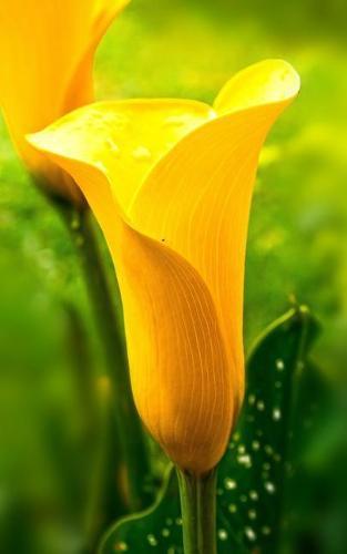 Notebook: Flower Yellow Lily Flowers Floral Floristry Florist 5 x 8 150 Ruled Pages