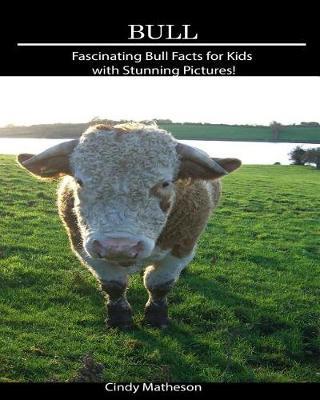 Bull: Fascinating Bull Facts for Kids with Stunning Pictures!