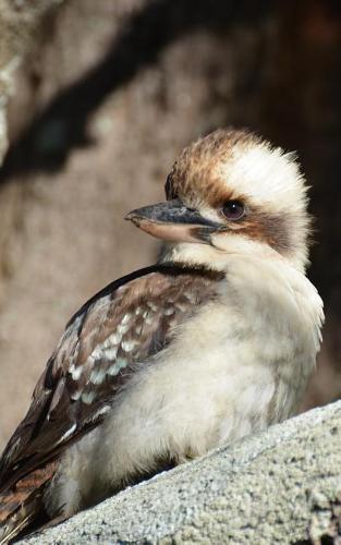 Notebook: Kookaburra Australian Birds Wildlife Australia Bird 5  x 8  150 Ruled Pages