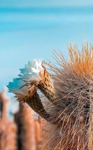 Notebook: Cacti Cactus Succulents Desert Plants 5 x 8 150 Ruled Pages