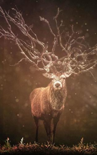 Notebook: Stag Deer Male Buck Horns Mist Big North America Canada 5  x 8  150 Ruled Pages