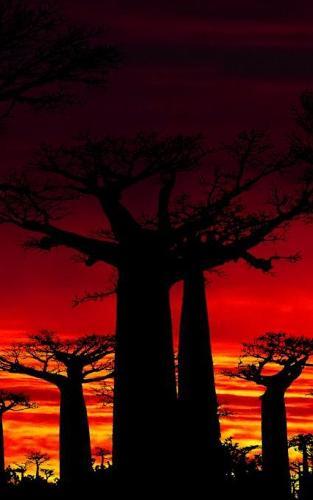 Notebook: Baobab Tree Africa Trees African Dry Desert Climate Sunset 5  x 8  150 Ruled Pages