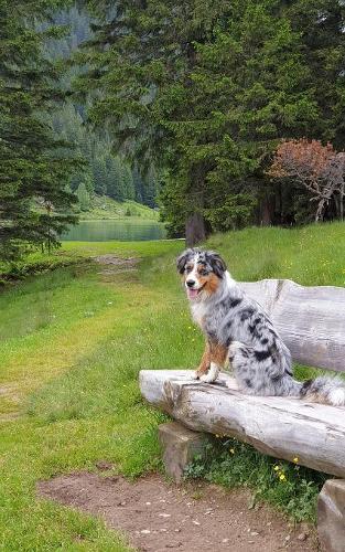 Notebook: Tricolor Border Collie On A Seat In The Swiss Alps 5  x 8  150 Ruled Pages