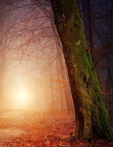 Notebook: Nature Forest Trees Path Light Way Fog Sun Forestry 8.5  x 11  150 Ruled Pages