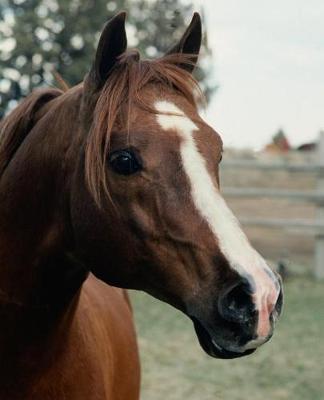 Horse Photo School Composition Book Equine Arabian at Pasture: Horse Photo Equine Covers Composition Books Notebooks (Notebook, Diary, Blank Book)