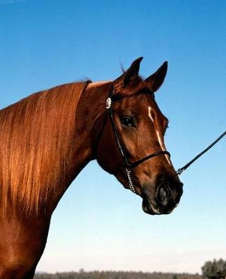 Horse Photo School Composition Book Equine Arabian Show Horse: Horse Photo Equine Covers Composition Books Notebooks (Notebook, Diary, Blank Book)