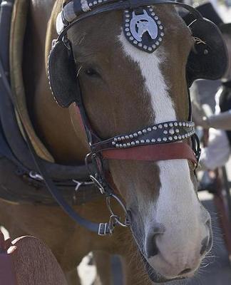 Horse Photo School Composition Book Equine Carriage Horse: Horse Photo Equine Covers Composition Books Notebooks (Notebook, Diary, Blank Book)