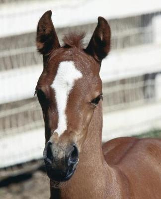Horse Photo School Composition Book Equine Foal with Stripe: Horse Photo Equine Covers Composition Books Notebooks (Notebook, Diary, Blank Book)