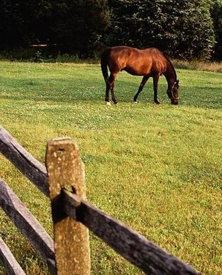 Horse Photo School Composition Book Equine Grazing Bay: Horse Photo Equine Covers Composition Books Notebooks (Notebook, Diary, Blank Book)