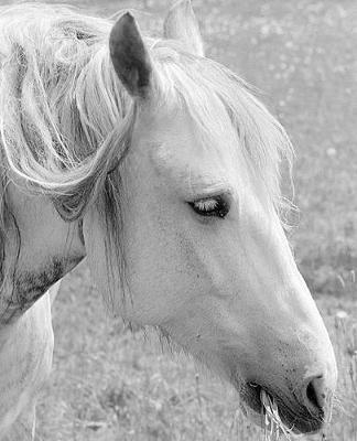 Horse Photo School Composition Book Equine Grazing Grey: Horse Photo Equine Covers Composition Books Notebooks (Notebook, Diary, Blank Book)
