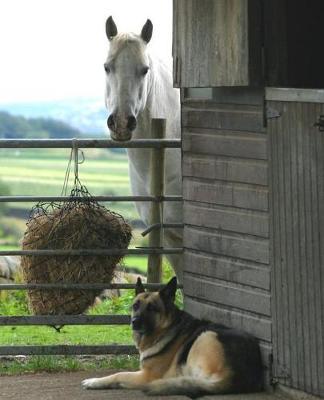 Horse Photo School Composition Book Equine Horse and Dog: Horse Photo Equine Covers Composition Books Notebooks (Notebook, Diary, Blank Book)