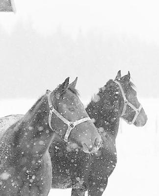 Horse Photo School Composition Book Equine Horses in Snowfall: Horse Photo Equine Covers Composition Books Notebooks (Notebook, Diary, Blank Book)