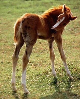 Horse Photo School Composition Book Equine Itchy Foal: Horse Photo Equine Covers Composition Books Notebooks (Notebook, Diary, Blank Book)