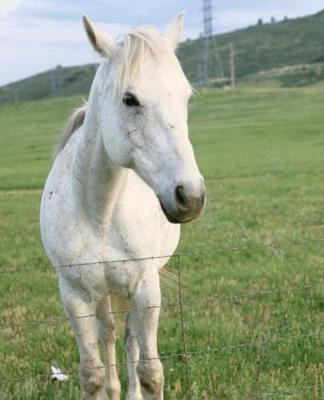 Horse Photo School Composition Book Equine Lone White Horse: Horse Photo Equine Covers Composition Books Notebooks (Notebook, Diary, Blank Book)