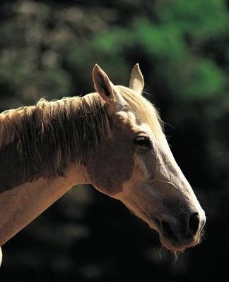 Horse Photo School Composition Book Equine Old Pinto: Horse Photo Equine Covers Composition Books Notebooks (Notebook, Diary, Blank Book)