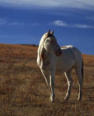 Horse Photo School Composition Book Equine Standing Horse: Horse Photo Equine Covers Composition Books Notebooks (Notebook, Diary, Blank Book)