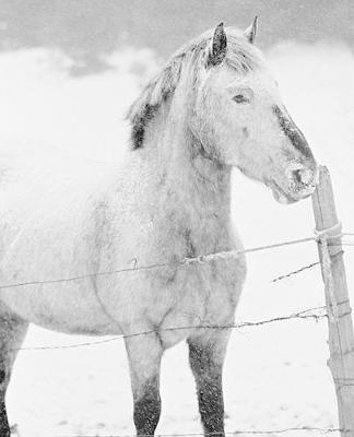 Horse Photo School Composition Book Equine Pony in Snowstorm: Horse Photo Equine Covers Composition Books Notebooks (Notebook, Diary, Blank Book)