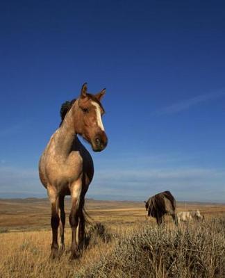 Horse Photo School Composition Book Equine Western Horse Herd: Horse Photo Equine Covers Composition Books Notebooks (Notebook, Diary, Blank Book)