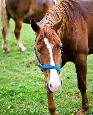 Horse Photo School Composition Book Equine Wet Chestnut: Horse Photo Equine Covers Composition Books Notebooks (Notebook, Diary, Blank Book)